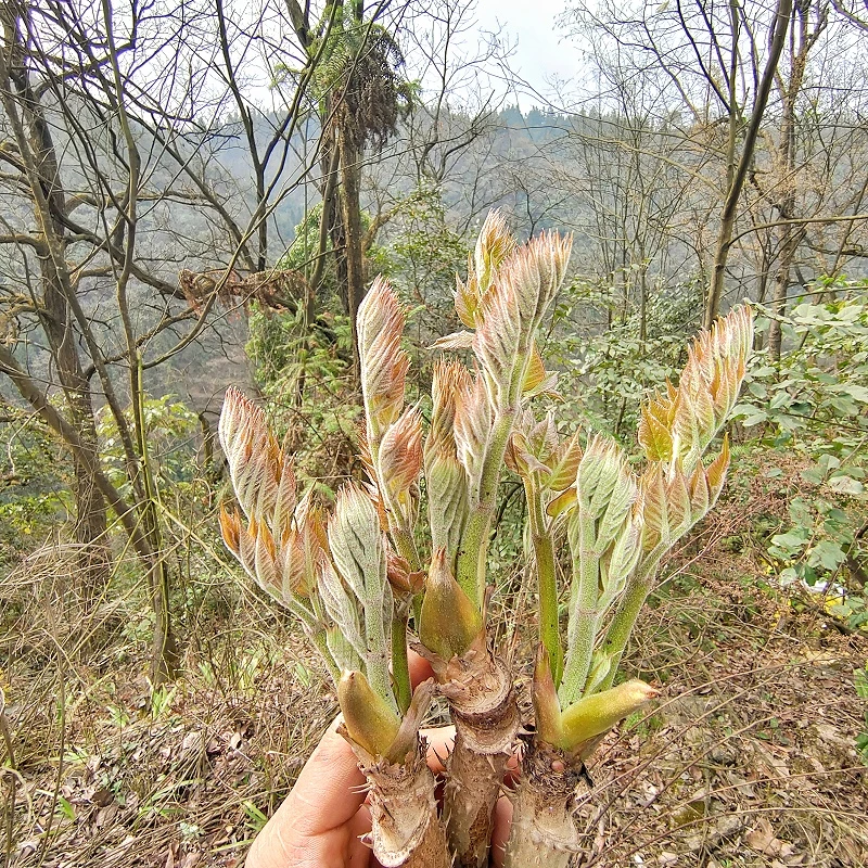贵州红刺嫩芽绿植小苗头茬嫩芽红刺老芽刺龙芽刺老包乌龙头刺头菜
