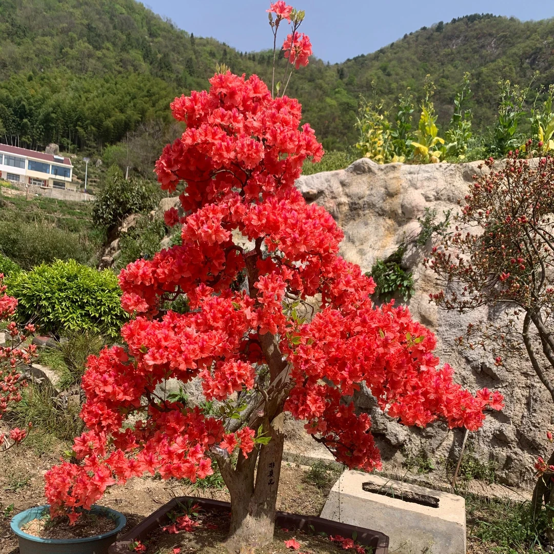 熟桩映山红 先花后叶品种 映山红全冠