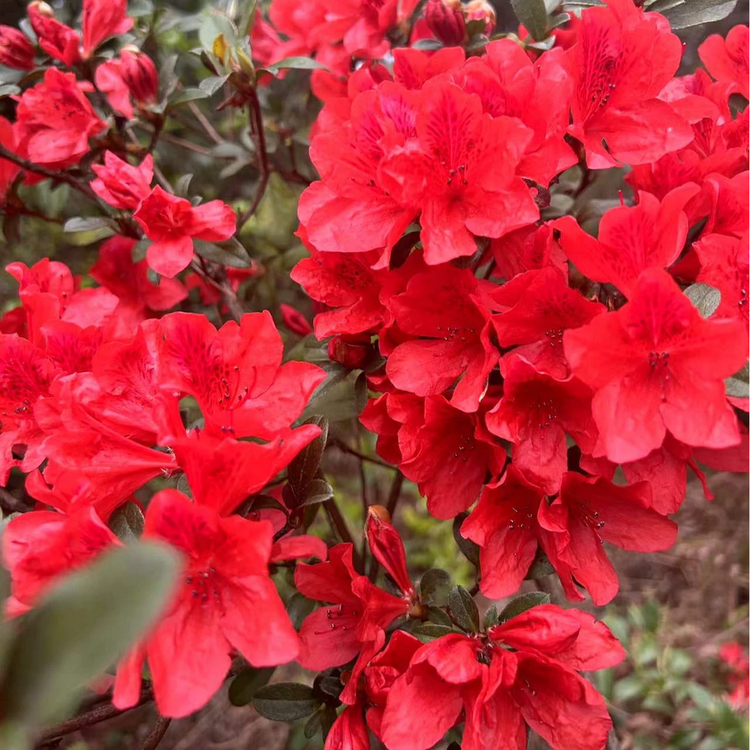 映山红全冠 红花花色