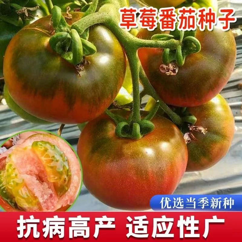 水果草莓番茄种子东北铁皮柿子种籽四季阳台庭院甜度高番茄蔬菜籽