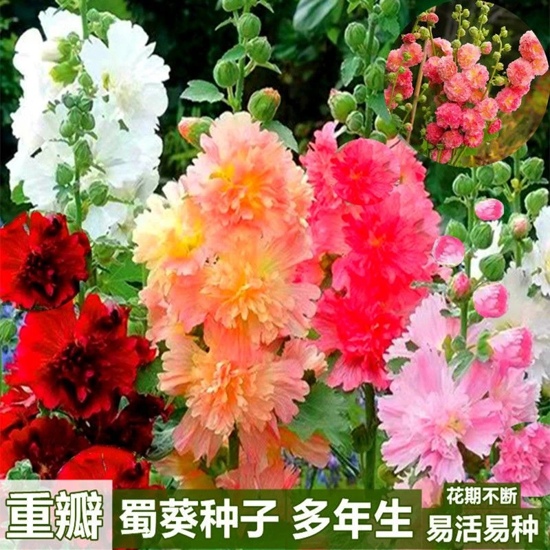 重瓣蜀葵花种子一丈红种子易活易种室外阳台春天播种的花种子混色