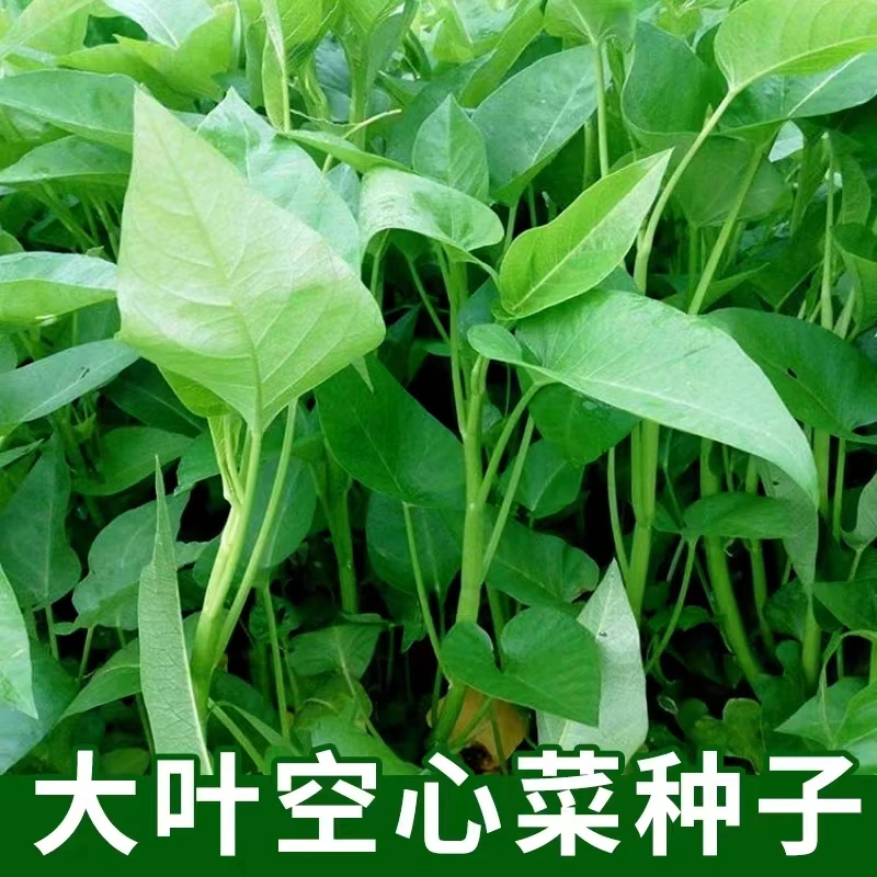 大叶空心菜种子圆叶空心菜种子耐热圆叶青梗家庭阳台盆栽四季播种