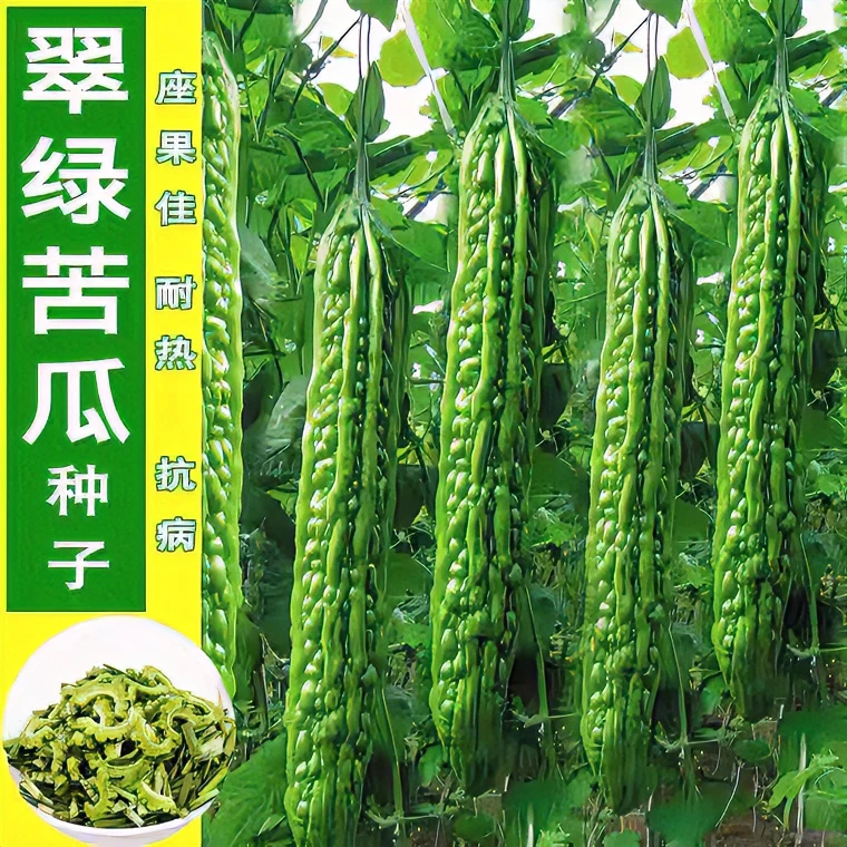 脆嫩长绿苦瓜种子翠绿苦瓜籽疙瘩绿农家庭院四季种植易种苦瓜种子