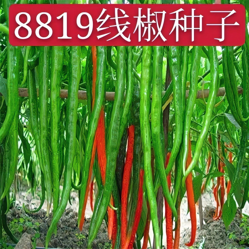 春季种植特长线椒种子8819辣椒二金条线椒种籽阳台小院辣椒菜种子