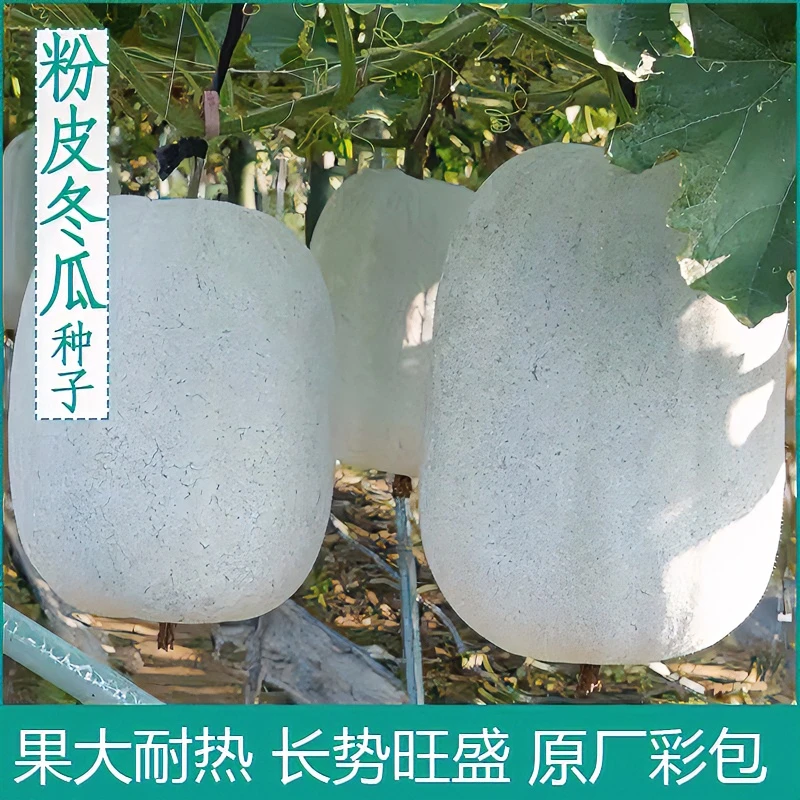 粉皮冬瓜种子白皮冬瓜种子育苗高产肉厚四季大田农家蔬菜种子大全