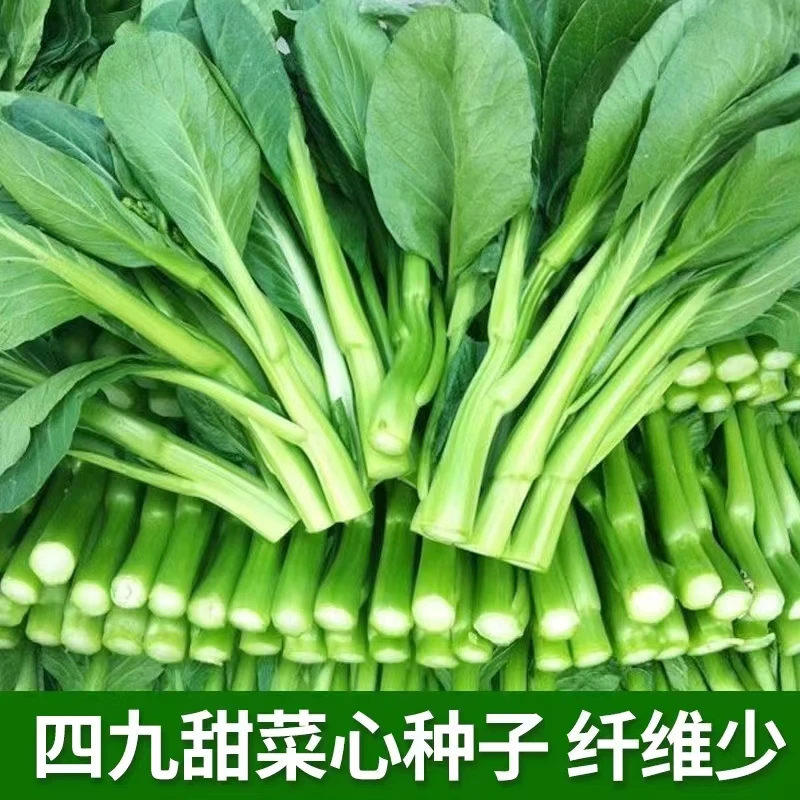 【店铺热销】四季菜心种子四九甜菜心种子广东青菜籽盆栽蔬菜种籽