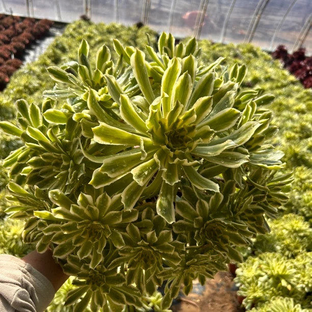 【碧浪】超大老桩手捧花，断侧枝不包，星花怒放。