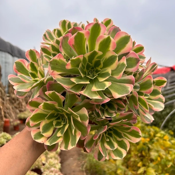 【粉玲珑手捧花优选】好看好养，绿心粉边