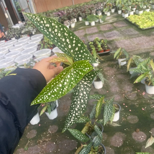 白冰秋海棠 直接拍下随机发货  特价商品不包售后