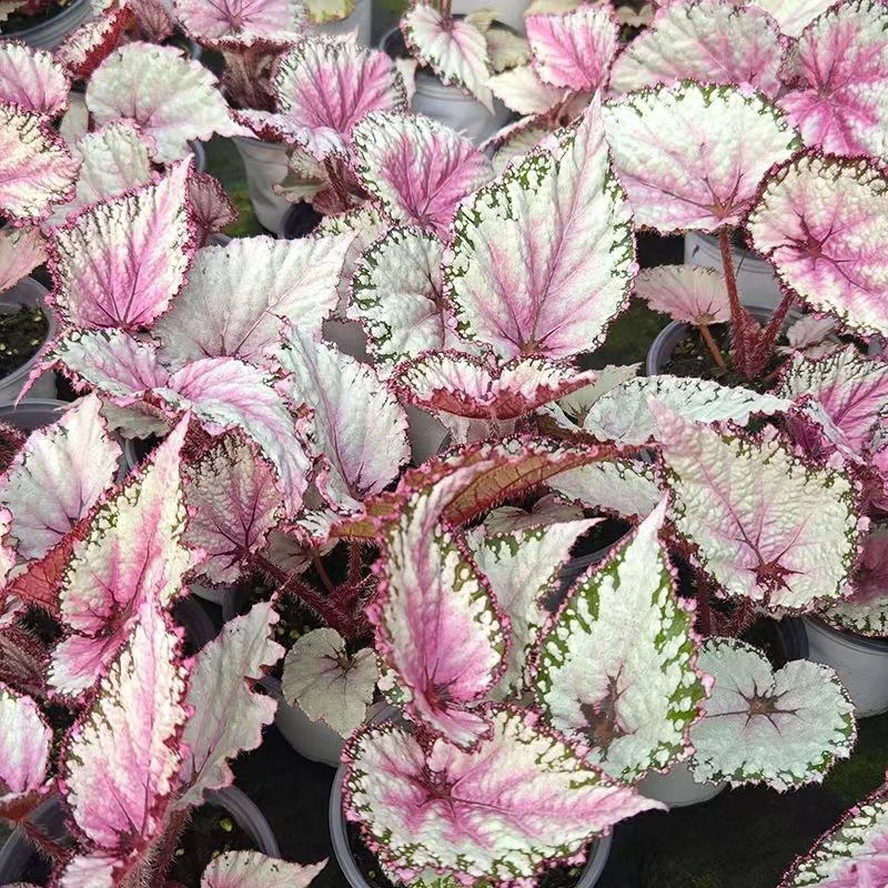 二月秋海棠 轻微叶损不包售后 十度以下请拍保温棉