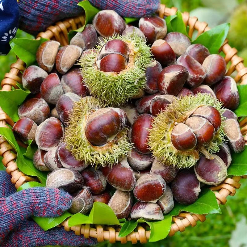 陕西秦岭深山新鲜生毛栗小油栗子板栗好剥皮【秦岭小明助农代卖】