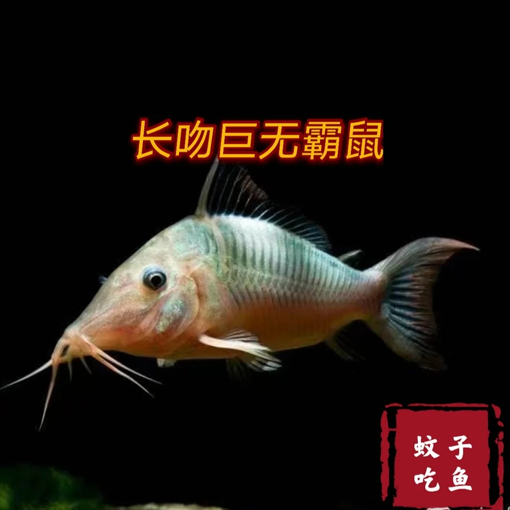 长吻巨无霸鼠鱼。  底栖鱼南美观赏鱼