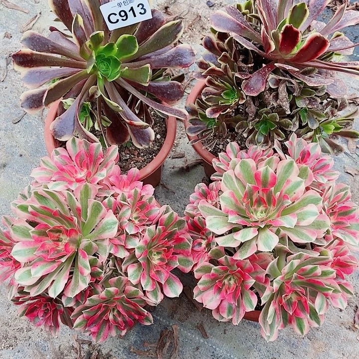 清棚 不包断枝913