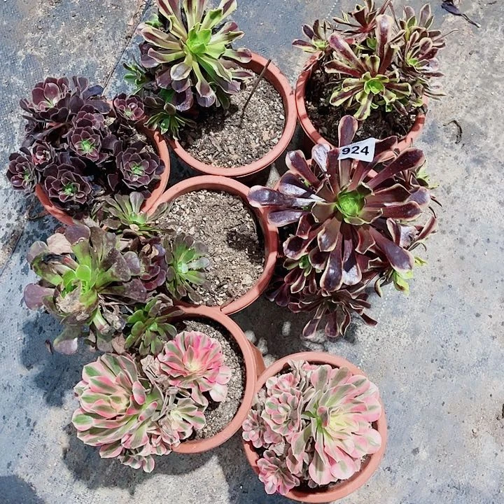 清棚不包断肢924