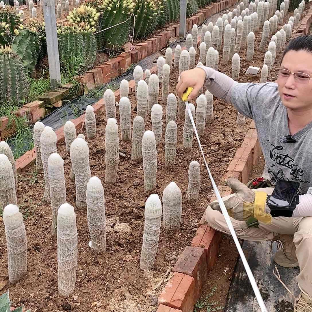 老乐高30公分带根