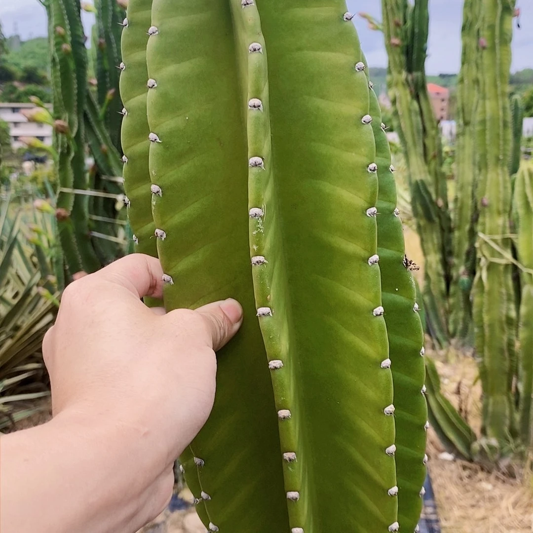 《*》秘鲁苹果高度40厘米