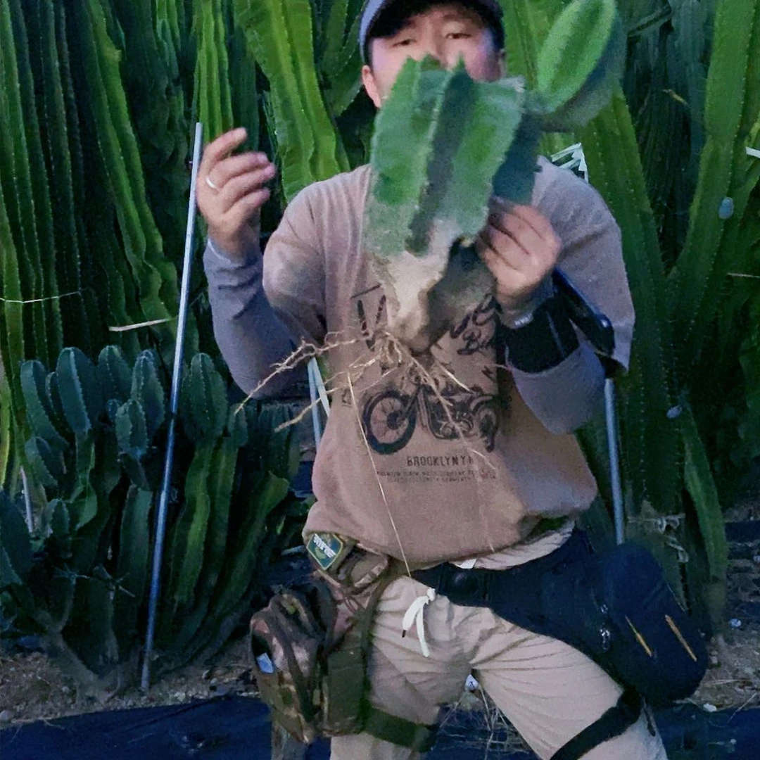 母头30公分带根带侧芽