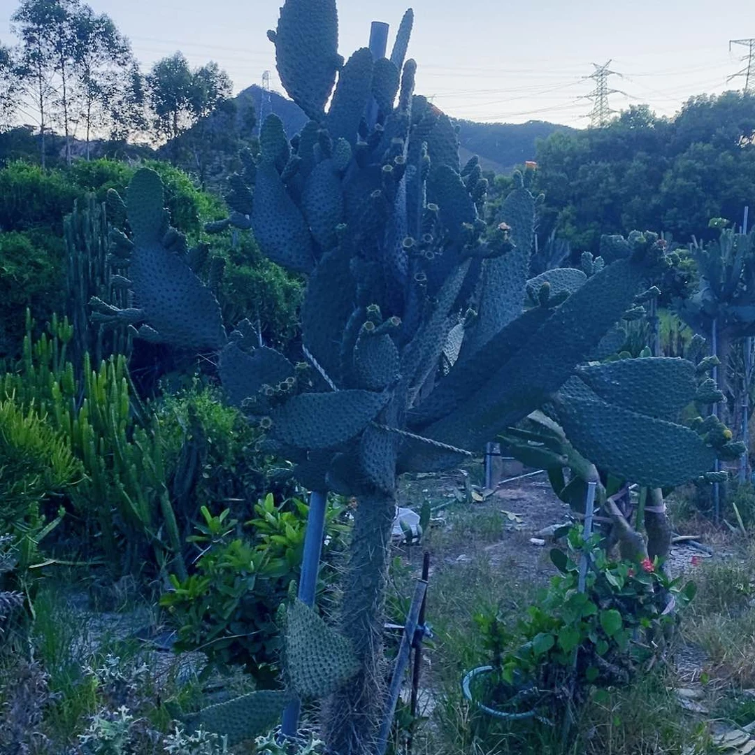 鱼鳞仙人掌侧枝60公分左右