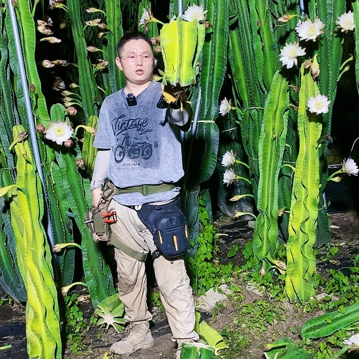 君*兰螺旋母头20公分以上有气根