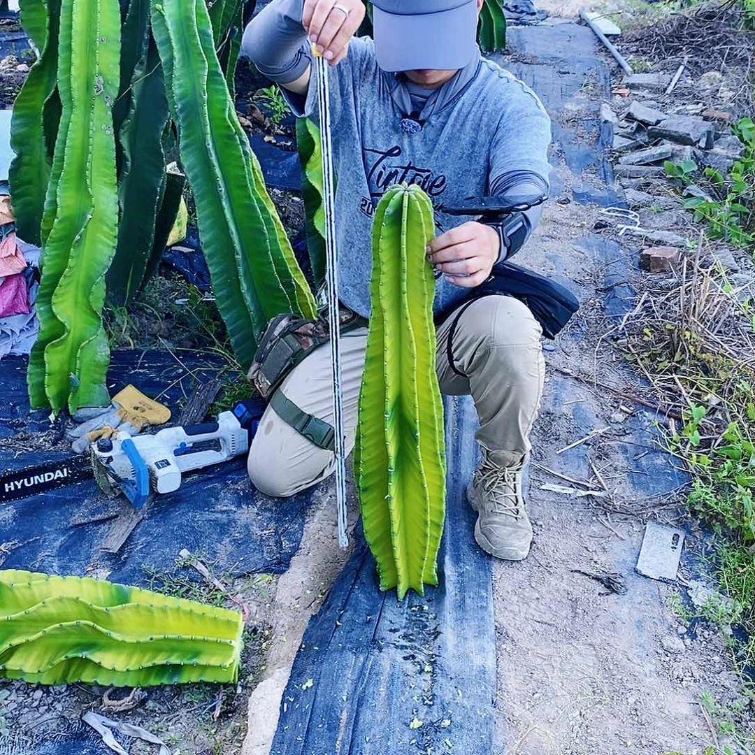 华九棱黄色螺旋秘鲁苹果