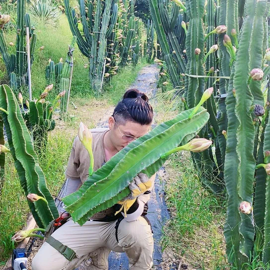 填***…秘鲁苹果高70公分无根有小瑕疵