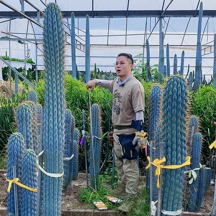 佛塔住高度1米以上有根