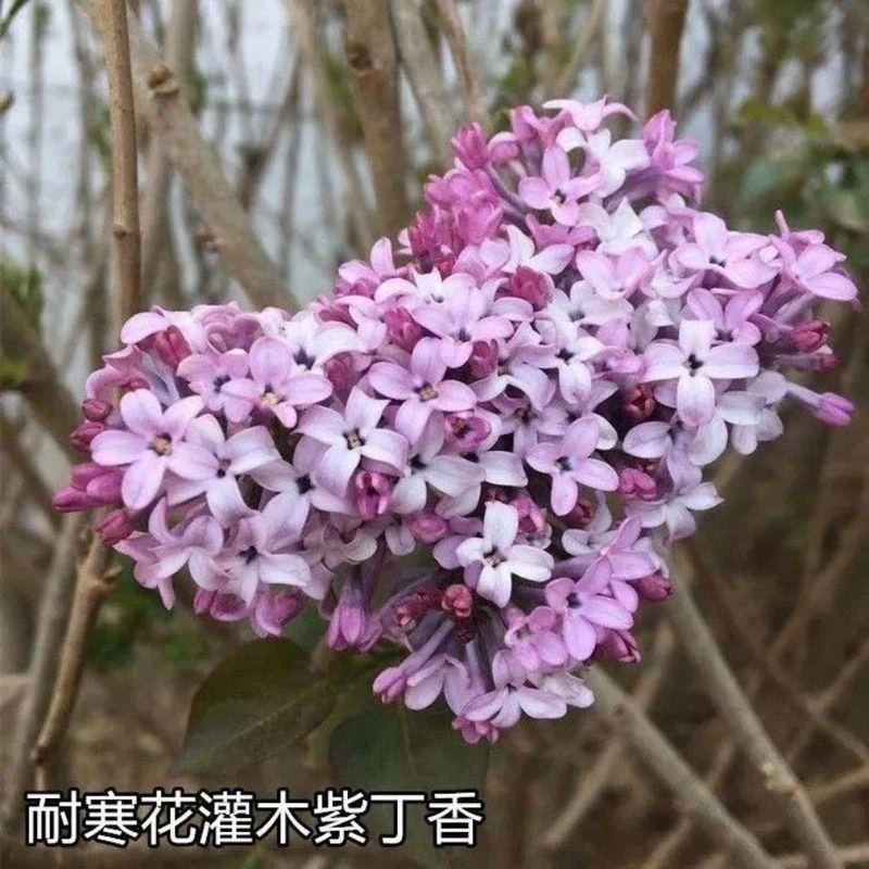 紫丁香种子  丁香树种子 北方耐寒 优质紫丁香花种子暴马丁香种子