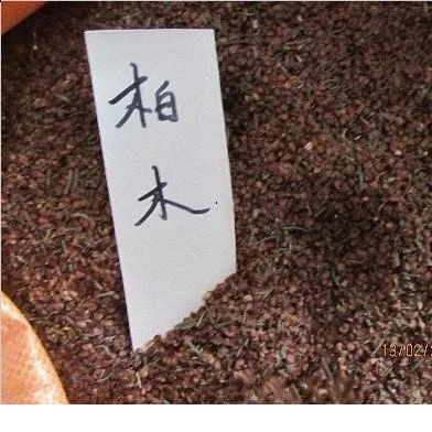 出售当年新采林木种子 柏木种子 柏树种子 香扁柏 垂丝柏 璎珞柏