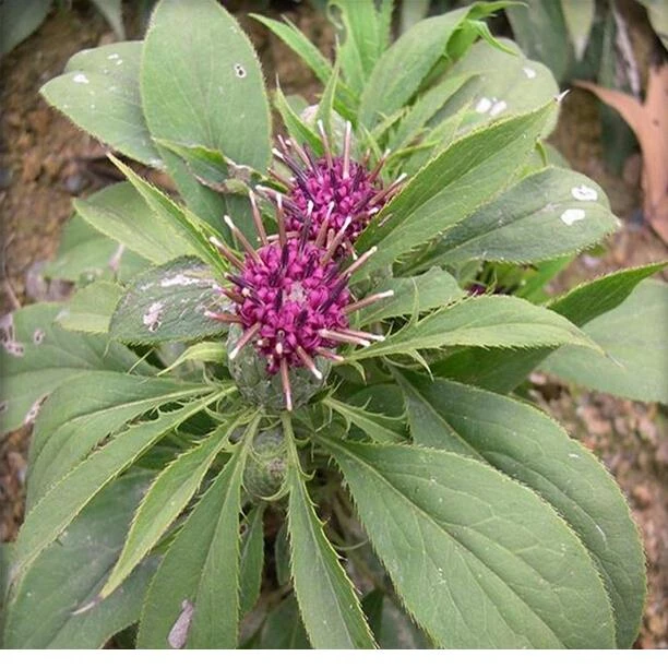 新采中药材白术种子桴蓟于术冬白术淅术杨桴山蓟杨枹蓟山芥苗包邮