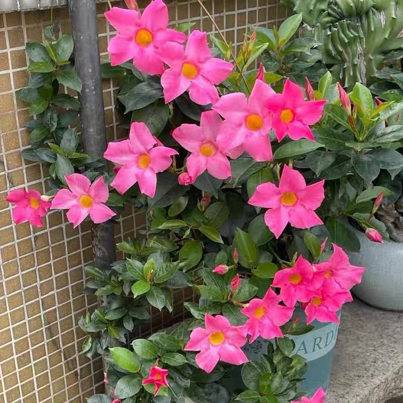 庭院花园爬藤植物花卉杏色飘香藤花苗盆栽带花发货花期长爆花神器