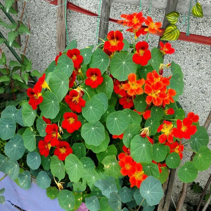旱金莲盆栽大苗 阳台庭院花园爬藤垂吊开花卉瀑布旱荷花带花发货
