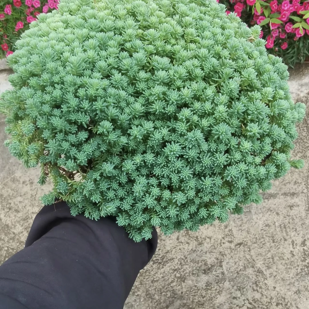 薄雪万年草中华景天黄金佛甲草垂盆草四季常青屋顶绿化苗多肉植物