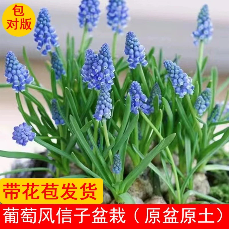 葡萄风信子种球进口多年生球根土培水培 易繁殖新手也能养