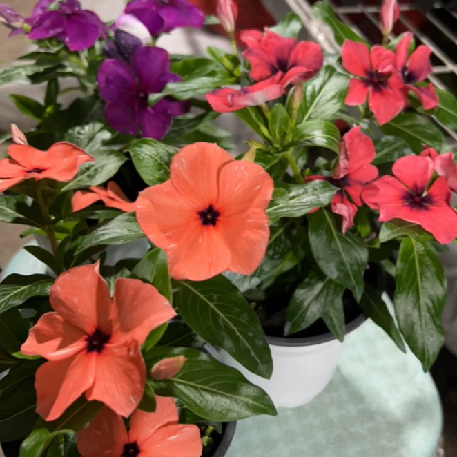 福利（刺青系列）长春花三盆组合