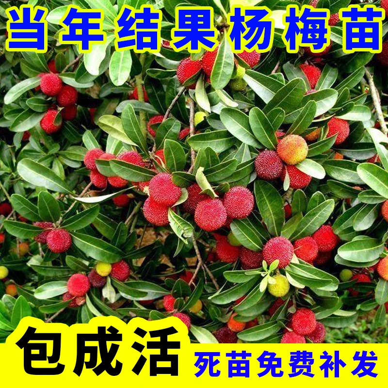 杨梅树苗嫁接无核东魁盆栽地栽当年结果北南方种植特大杨梅果树苗
