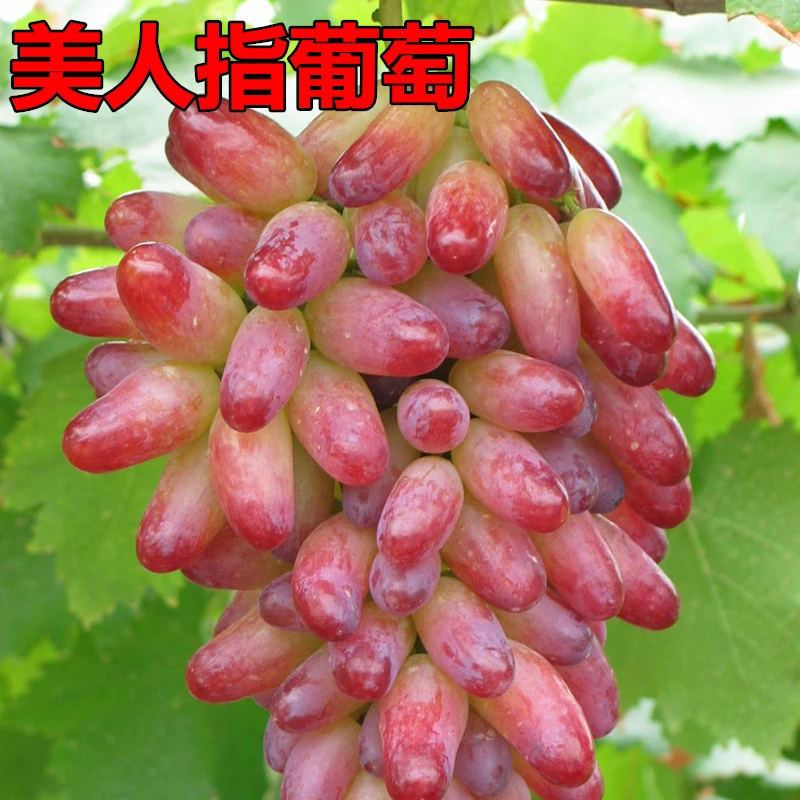 美人指葡萄树苗南北方庭院地栽爬藤特大果苗盆栽嫁接耐寒当年结果