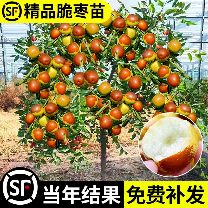 枣树活苗北方南方盆栽地栽特大庭院当年结果金丝冬枣树苗果苗红枣
