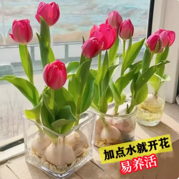 四季水培郁金香花苗中球水仙盆栽绿植室内鲜花