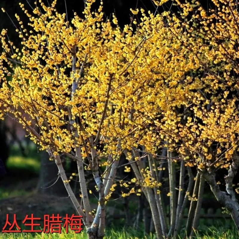 丛生腊梅花树苗盆栽老桩浓香花卉室内外客厅盆景冬季开花耐寒庭院