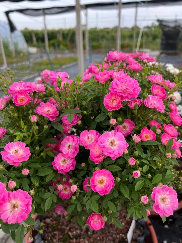 【桃姬】超微月季带盆发多季花量多