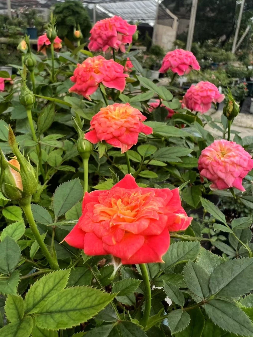 安琪微月月季带盆发多季带香味花量多