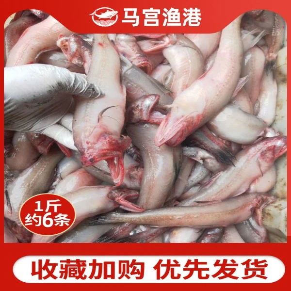 广东汕尾本港野生浅海豆腐鱼（龙头鱼）顺丰冷链配送包鲜不鲜包赔