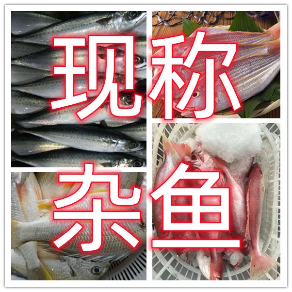 现称现改杂鱼链接（以直播间为主）顺丰冷链配送到家