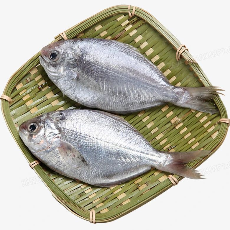 广东汕尾本港纯天然野生南昌鱼(肉昌鱼)顺丰冷链配送到家