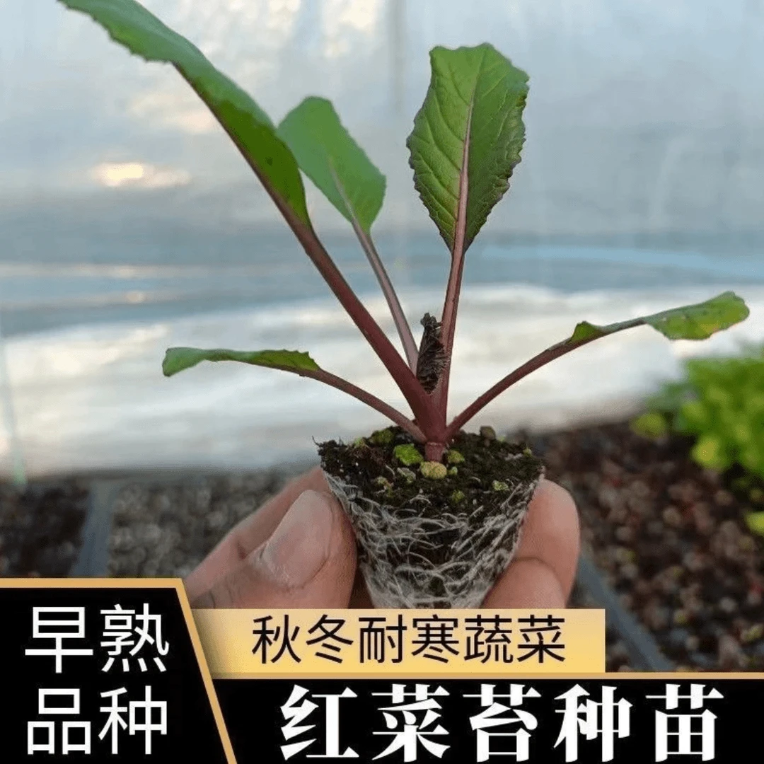 红菜苔红油菜苔秧苗四季蔬菜苗种子孑秋季播种耐寒苗秧苗阳台盆栽