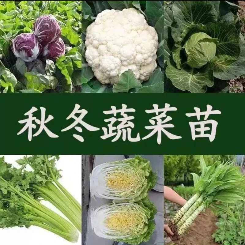 【拍二赠一】蔬菜苗绿甘蓝苗西蓝花菜苗莴笋苗庭院种植秋冬耐寒秧苗