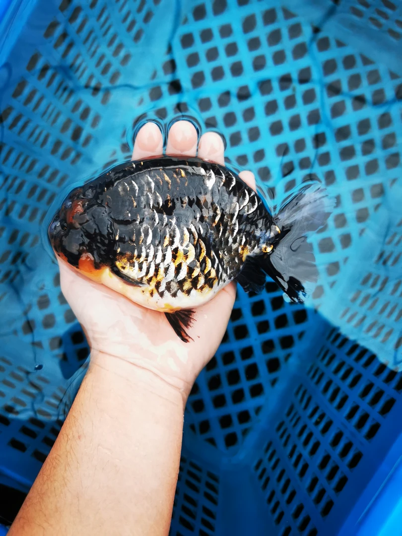 福州金鱼大体兰寿精品大鱼，文春特色金鱼