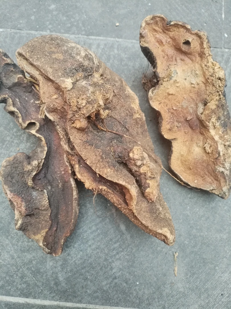 土特产≈[雪≈之≈胆]非香菇