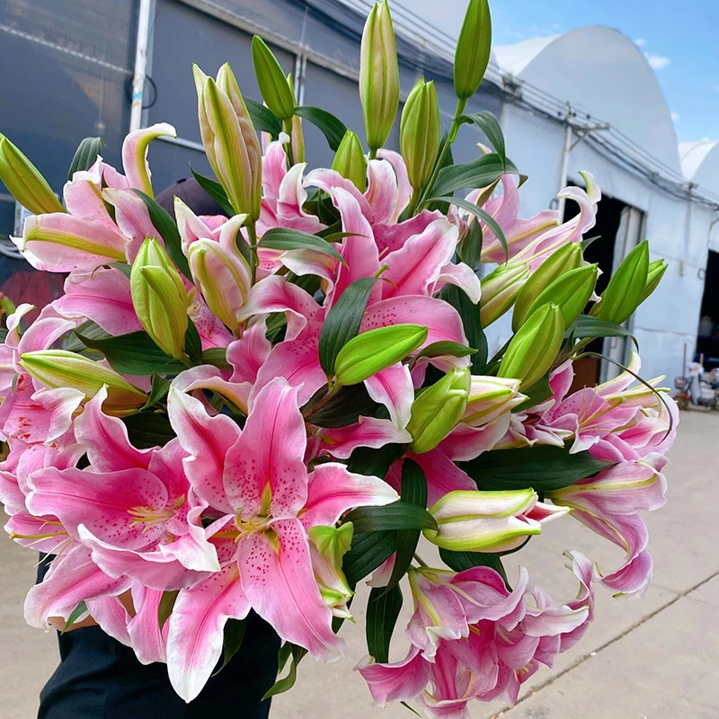 香水百合四季赏花重瓣大花朵花型阳台庭院低温全国春夏秋冬种植