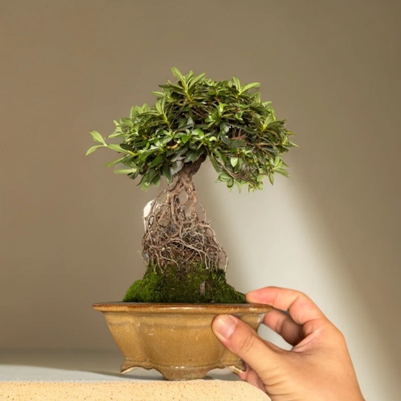 日本进口提根皋月杜鹃盆景小精品掌上盆栽室内阳台办公室开花植物